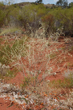 APII jpeg image of Hibiscus brachychlaenus  © contact APII