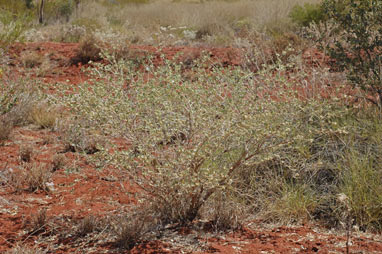 APII jpeg image of Tephrosia uniovulata  © contact APII