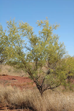 APII jpeg image of Acacia synchronicia  © contact APII