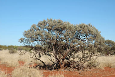 APII jpeg image of Acacia xiphophylla  © contact APII
