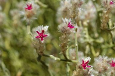 APII jpeg image of Ptilotus arthrolasius  © contact APII