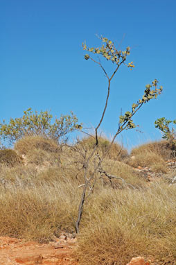 APII jpeg image of Acacia pyrifolia  © contact APII