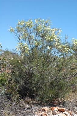 APII jpeg image of Grevillea stenobotrya  © contact APII