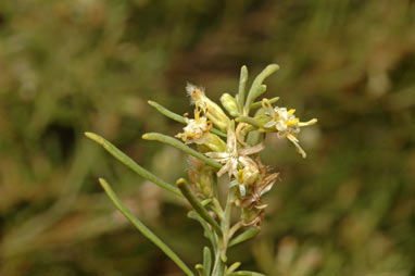 APII jpeg image of Olearia sp. Kennedy Range (G.Byrne 66)  © contact APII