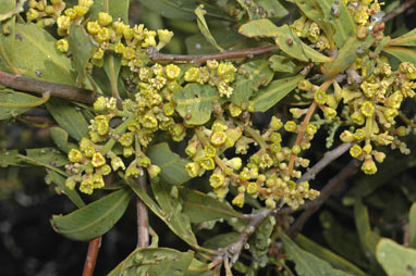 APII jpeg image of Alectryon oleifolius subsp. oleifolius  © contact APII