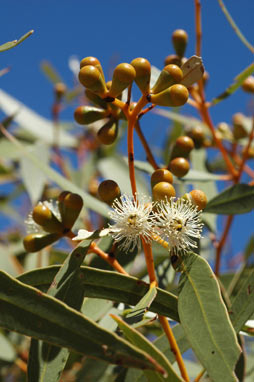 APII jpeg image of Eucalyptus prominens  © contact APII