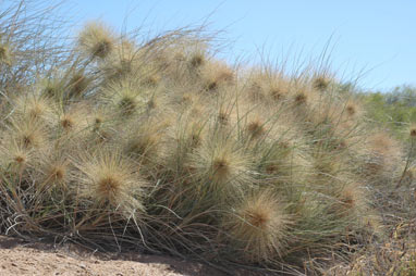 APII jpeg image of Spinifex longifolius  © contact APII