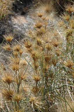 APII jpeg image of Spinifex longifolius  © contact APII