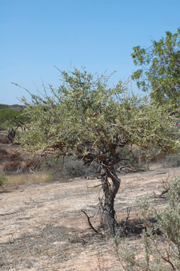 APII jpeg image of Alectryon oleifolius subsp. oleifolius  © contact APII