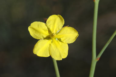 APII jpeg image of Hibbertia conspicua  © contact APII