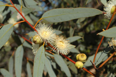 APII jpeg image of Eucalyptus oldfieldii  © contact APII