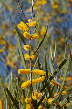 APII jpeg image of Acacia neurophylla subsp. neurophylla  © contact APII