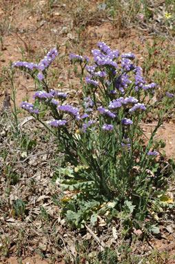 APII jpeg image of Limonium sinuatum  © contact APII