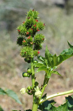 APII jpeg image of Ricinus communis  © contact APII