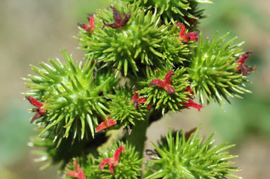 APII jpeg image of Ricinus communis  © contact APII