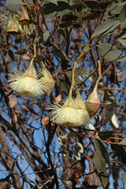 APII jpeg image of Eucalyptus pyriformis  © contact APII