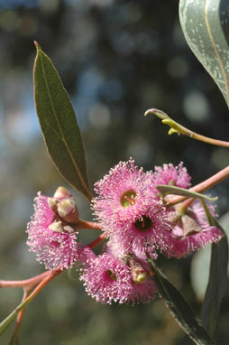 APII jpeg image of Eucalyptus albopurpurea  © contact APII