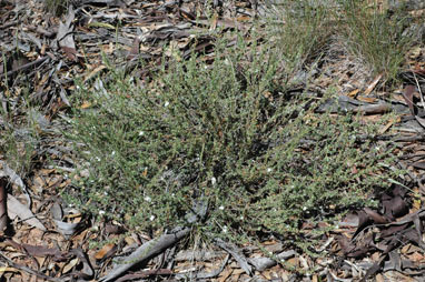 APII jpeg image of Wilsonia rotundifolia  © contact APII