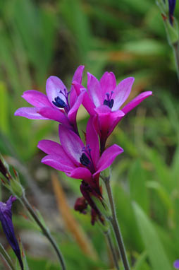 APII jpeg image of Babiana angustifolia  © contact APII