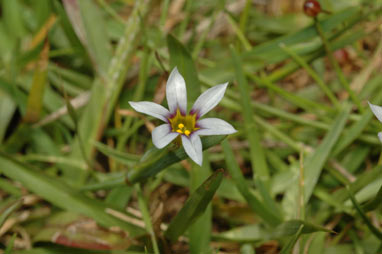 APII jpeg image of Sisyrinchium rosulatum  © contact APII