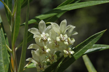 APII jpeg image of Gomphocarpus fruticosus  © contact APII