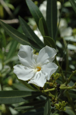 APII jpeg image of Nerium oleander  © contact APII