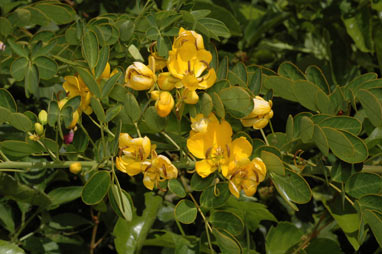 APII jpeg image of Senna pendula var. glabrata  © contact APII