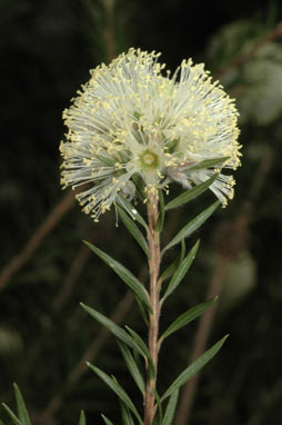 APII jpeg image of Melaleuca capitata  © contact APII