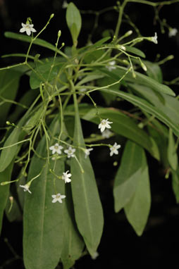APII jpeg image of Duboisia myoporoides  © contact APII
