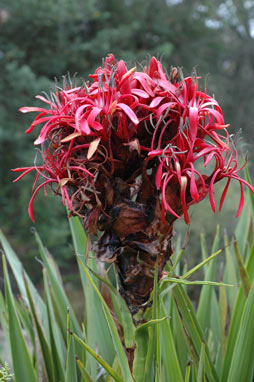 APII jpeg image of Doryanthes excelsa  © contact APII