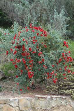 APII jpeg image of Kunzea pulchella  © contact APII