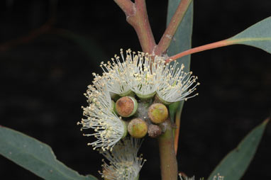 APII jpeg image of Eucalyptus diversifolia  © contact APII