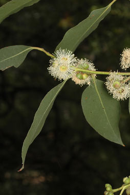 APII jpeg image of Eucalyptus kitsoniana  © contact APII