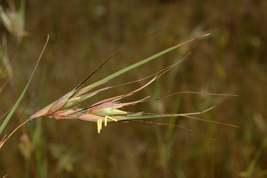 APII jpeg image of Themeda triandra  © contact APII