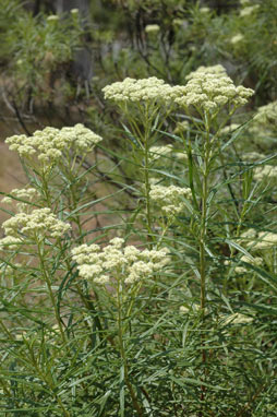 APII jpeg image of Cassinia longifolia  © contact APII