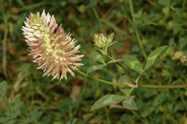 APII jpeg image of Trifolium vesiculosum  © contact APII