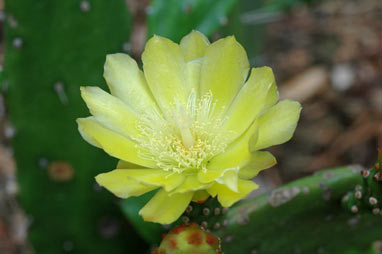 APII jpeg image of Opuntia monocantha  © contact APII