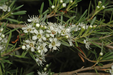 APII jpeg image of Kunzea ericoides  © contact APII