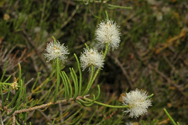 APII jpeg image of Melaleuca thyoides  © contact APII