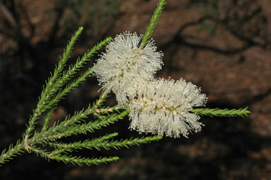 APII jpeg image of Melaleuca huegelii  © contact APII