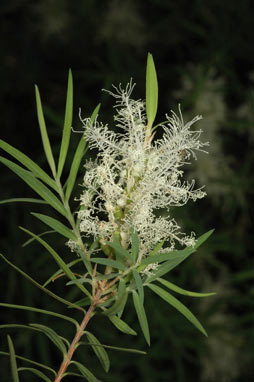 APII jpeg image of Melaleuca linariifolia  © contact APII