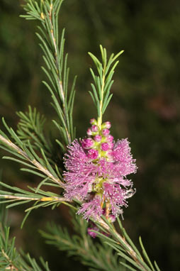 APII jpeg image of Melaleuca erubescens  © contact APII