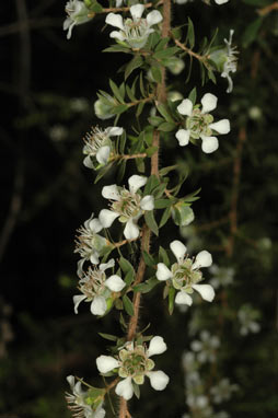 APII jpeg image of Leptospermum glabrescens  © contact APII