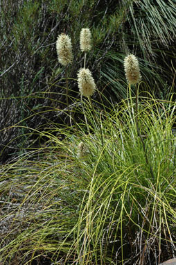 APII jpeg image of Xanthorrhoea macronema  © contact APII