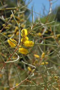 APII jpeg image of Acacia aneura var. aneura  © contact APII