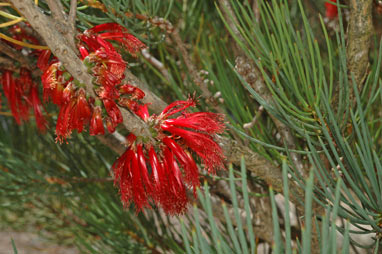 APII jpeg image of Calothamnus tuberosus  © contact APII