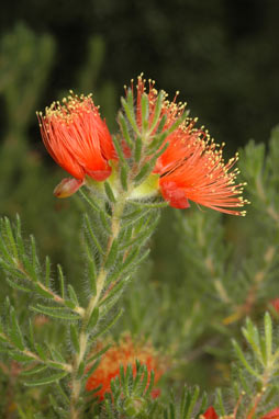 APII jpeg image of Eremaea asterocarpa subsp. brachyclada  © contact APII