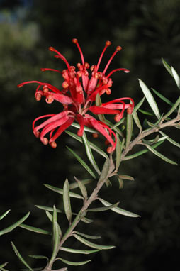 APII jpeg image of Grevillea 'Poorinda Constance'  © contact APII