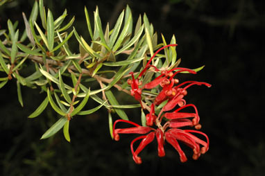 APII jpeg image of Grevillea 'Waverley Ghost'  © contact APII