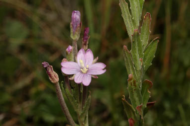 APII jpeg image of Epilobium billardiereanum subsp. cinereum  © contact APII